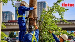 Hà Nội thừa nhận thiếu sót vụ gông sắt “siết nghẹt” cây xanh