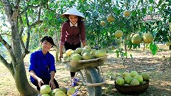 Lễ hội bưởi Đại Minh và khám phá danh thắng quốc gia hồ Thác Bà