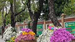 TP Vinh cho phép gánh hàng hoa được bán sau phản ứng trái chiều