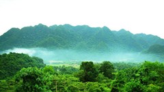 Thanh Hóa: Quần thể 6 cây chò xanh tại Khu bảo tồn thiên nhiên Pù Hu được công nhận là cây di sản Việt Nam