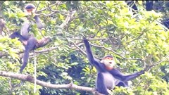 Quảng Ngãi tìm cách bảo tồn loài voọc chà vá chân xám