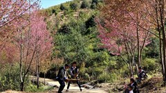 Lên Mù Cang Chải trải nghiệm vẻ đẹp lung linh của hoa tớ dày