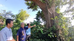 Giữ gìn và phát huy giá trị cây di sản
