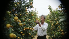 Làng quất cảnh lớn nhất miền Trung rộn rã chờ vụ Tết