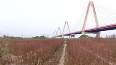 Làng đào Nhật Tân tất bật vào vụ Tết