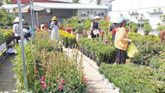 Làng hoa Cái Mơn rộn ràng vụ Tết