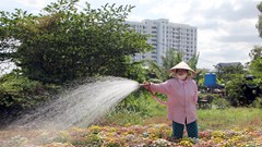 “Thủ phủ hoa” TP.HCM chuẩn bị thu hoạch hoa Tết