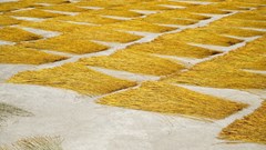 Về làng chiếu cổ hơn 500 tuổi