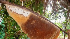 Gác kèo ong ở xứ rừng U Minh Hạ