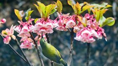 Sun World Ba Na Hills sẽ biến “thiên đường hoa” dịp Tết