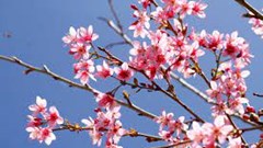 Mùa xuân và thông điệp về văn hóa