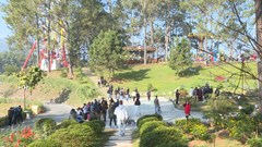 Mộc Châu đón 20 nghìn lượt du khách dịp Tết