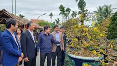 Những tuyệt phẩm mai vàng giá hàng trăm triệu đồng