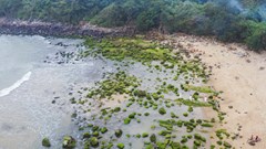 Mùa rêu xanh ở ghềnh đá Nam Ô hút du khách “check-in”