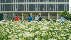 Đà Nẵng: Vườn cúc họa mi trái mùa thu hút người dân, du khách