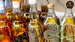 Cẩn trọng với hàm lượng, chất lượng rượu ngâm “thuốc”