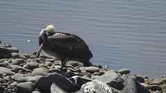 716 con sư tử biển và 63.000 con chim chết do nhiễm H5N1