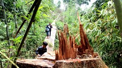 Quảng Nam+: Kỷ luật, cách chức hàng loạt cán bộ kiểm lâm vì để mất rừng