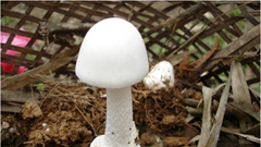 Vào mùa xuân, cẩn trọng với loại nấm trắng muốt