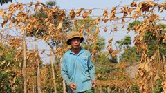 Gia Lai: Nông dân mất trắng vì bị kẻ gian phá hoại