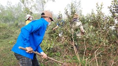 Cải tạo cây sim Bùi Hui để hút du khách