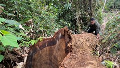 Gia Lai: Rừng già Sơ Pai liên tục bị triệt hạ, chủ rừng có thật sự vô can?