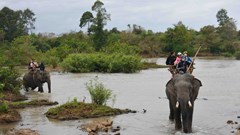 “Tôi cười cùng voi, tôi ngưng cưỡi voi”