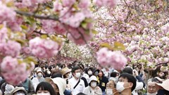 Nhật Bản hào hứng đón du khách quốc tế đến ngắm hoa anh đào