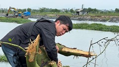 Đơn vị thi công xin khắc phục trồng lại rừng ngập mặn tại Thừa Thiên- Huế