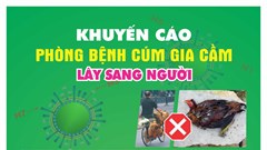 Hà Nội tǎng cường phòng, chống cúm gia cầm lây sang người