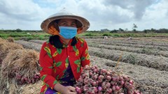 Nông dân Vĩnh Châu được mùa hành tím