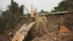 Đề nghị khởi tố vụ phá 6 héc ta rừng tự nhiên ở Quảng Bình