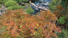 Ngỡ ngàng sắc hoa vàng anh bên suối Moọc