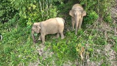 Nguy cơ xóa sổ voi rừng ở Nghệ An