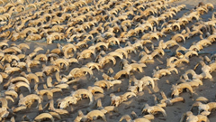 Phát hiện 2.000 xác ướp đầu cừu trong đền thờ Ai Cập