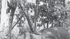 Thêm 1 trường hợp voi nhà bị chết ở Đắk Lắk: Những nỗ lực chưa có kết quả