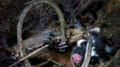 Vấn nạn đặt bẫy thú hoang dã trên núi Sơn Trà