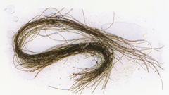 Phát hiện ma tuý được sử dụng từ thời đại đồ đồng