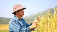 “Nếp tiến vua”, sản vật nổi tiếng của Sa Huỳnh