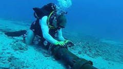 5 tuyến cáp quang biển gặp sự cố vẫn chưa được khắc phục