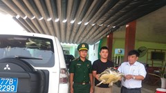 Bình Định: Thả đồi mồi dứa quý hiếm nặng 13kg về lại biển