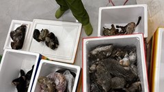 Phát hiện nhiều động vật hoang dã, quý hiếm tại nhà dân