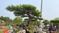 Hơn 2.000 cây cảnh, sinh vật cảnh triển lãm tại Quảng Ngãi