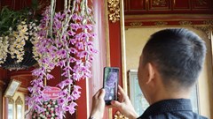 Trưng bày 1.000 cây kiểng và phong lan ba miền tại Huế