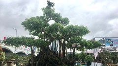 Đại hội và triển lãm Hội Sinh vật cảnh Đà Nẵng