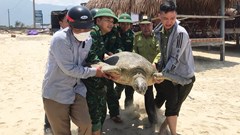 Thả cá thể vích nặng hơn 100 kg về môi trường biển