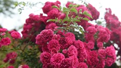 Tháng 5, lên Fansipan ngắm ngàn gốc hồng đua nở dưới chân núi