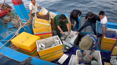 Quảng Ngãi: Xử lý nghiêm các trường hợp khai thác và trục vớt cổ vật trái phép