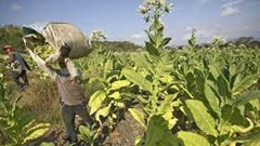 WHO khuyến cáo chuyển đổi trồng cây khác thay thuốc lá