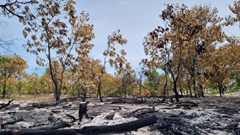 Kiểm lâm giải trình gì về việc diễn tập chữa cháy trong rừng phòng hộ?